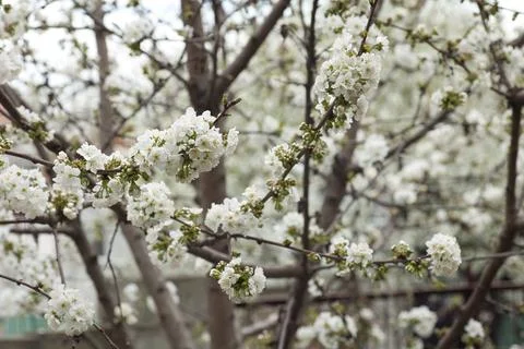 Blooming tree in spring, many white flowers, white petals Stock Photos
