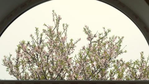 Blooming tree in spring, many white flowers, white petals Stock Photos