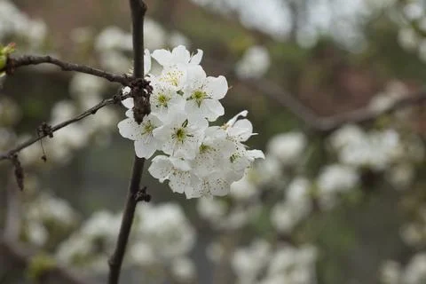 Blooming tree in spring, many white flowers, white petals Stock Photos