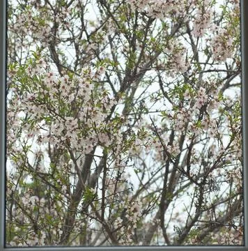 Blooming tree in spring, many white flowers, white petals Stock Photos