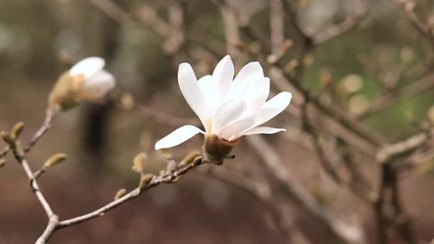 Blooming tree in spring in the park Stock Footage 238379536