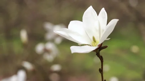 Blooming tree in spring in the park. Large magnolia flowers Stock Footage 238379580