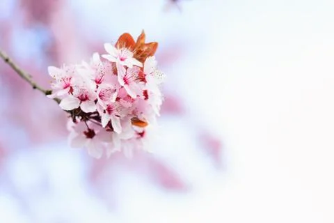 Blooming tree in spring Stock Photos