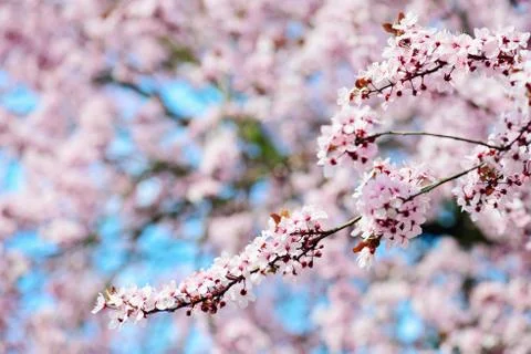Blooming tree in spring Stock Photos