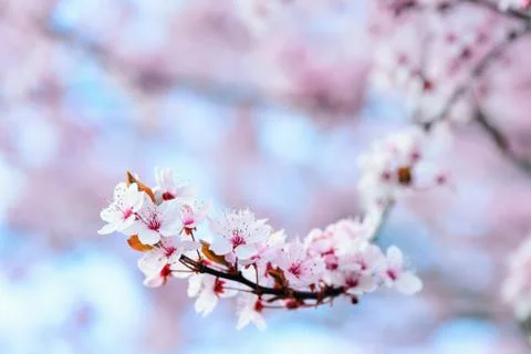 Blooming tree in spring Stock Photos