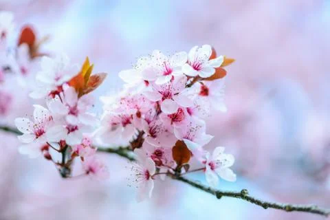 Blooming tree in spring Stock Photos