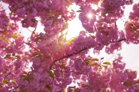 Blooming tree in spring Stock Photos