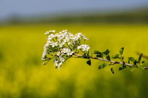 Blooming tree in spring Stock Photos