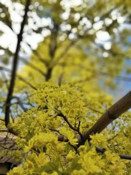 Blooming Tree in Spring Stock Photos