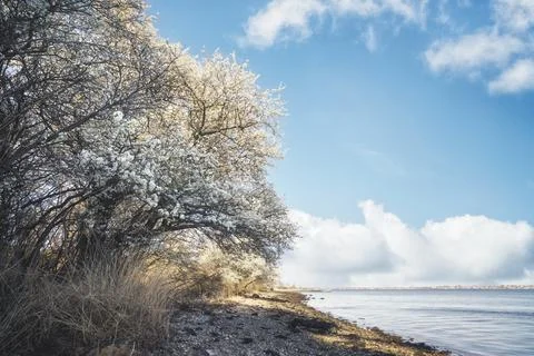Blooming tree in the spring Stock Photos