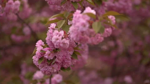 Blooming tree in spring with pink flowers Stock Footage 100535388