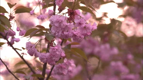 Blooming tree in spring with pink flowers Stock Footage 100537161