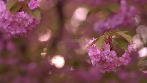 Blooming tree in spring with pink flowers Stock Footage 100537418