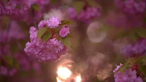 Blooming tree in spring with pink flowers Stock Footage 100538398
