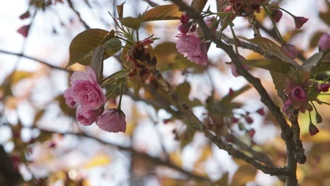 Blooming tree in spring with pink flowers Stock Footage 100539626