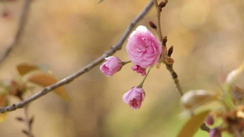 Blooming tree in spring with pink flowers Stock Footage 100541118