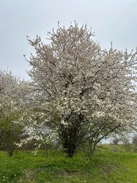 A blooming tree in spring, surrounded by lush greenery under a cloudy sky Stock Photos