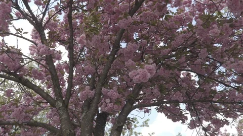 Blooming tree in the spring time camera footage from underneath Stock Footage 88791695
