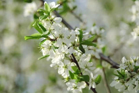 Blooming tree in spring time Stock Photos
