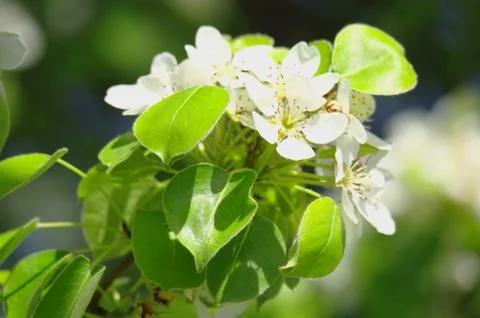 Blooming tree in spring time Stock Photos