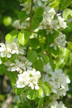 Blooming tree in spring time Stock Photos