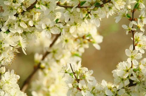 Blooming tree in spring time Stock Photos