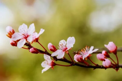 Blooming tree in spring time with pink flowers. Stock Photos