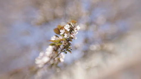 Blooming tree in spring with white flowers Stock Footage 100538031