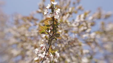 Blooming tree in spring with white flowers Stock Footage 100539271