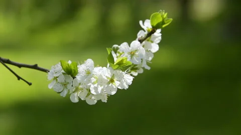 Blooming tree in spring with white flowers Stock Footage 100539583