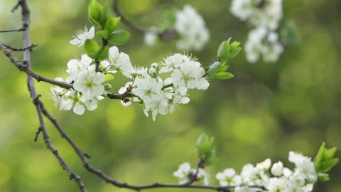 Blooming tree in spring with white flowers Stock Footage 100540670