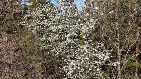 Blooming tree standing out in early spring Видео 332073293