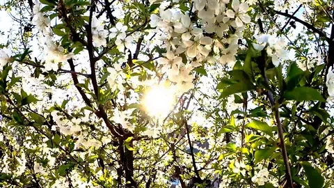 Blooming Tree in Summertime - Close up flowers with leaves long Stock Footage 129052810