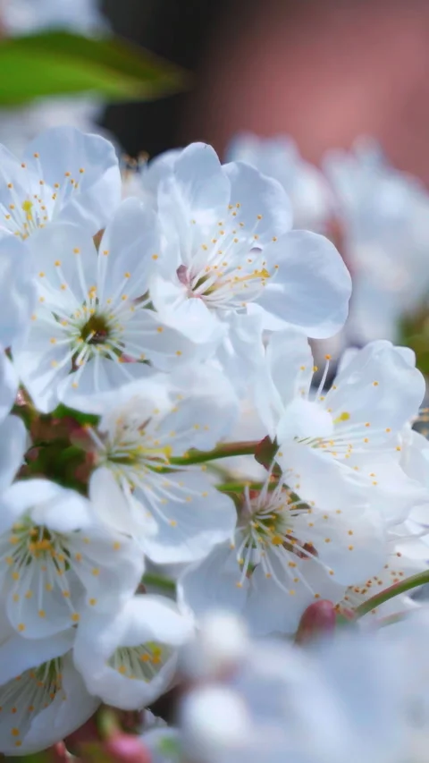 Blooming tree at sunlight. Branch of beautiful white flowers of a tree. Vertical Stock Footage 266819595