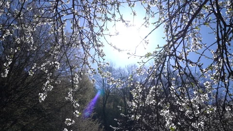 Blooming Tree in Sunlight 動画素材 303662600