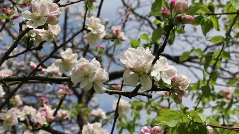 Blooming tree on a sunny day in early spring Video stock 150224948