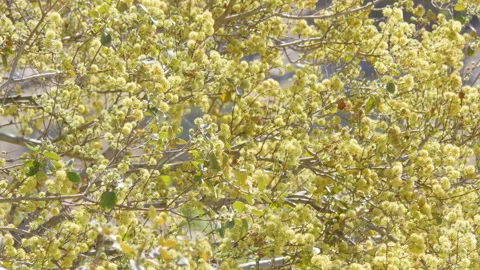 Blooming tree on a Sunny day 스톡 동영상 130386015