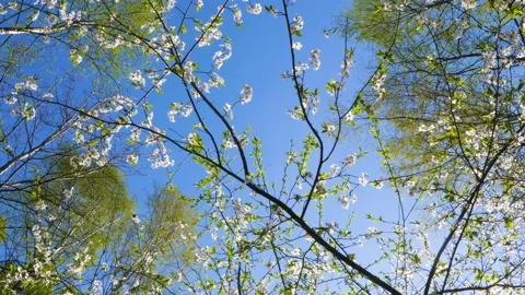 Blooming tree on a Sunny day Stock-Footage 130841051