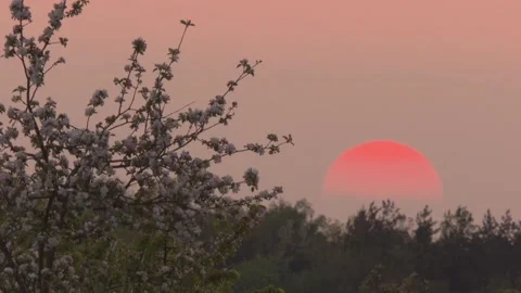 Blooming tree in the sunset Stock Footage 301686430