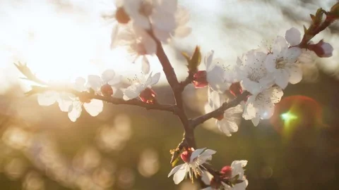 Blooming tree on sunset. White flowers on a tree in the spring park. Spring Vidéo 74497226