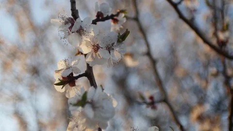 Blooming tree on sunset. White flowers on a tree in the spring park. Spring Vidéo 74497385