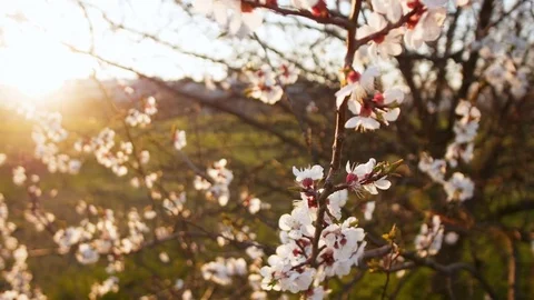 Blooming tree on sunset. White flowers on a tree in the spring park. Spring Vídeos de archivo 74497505