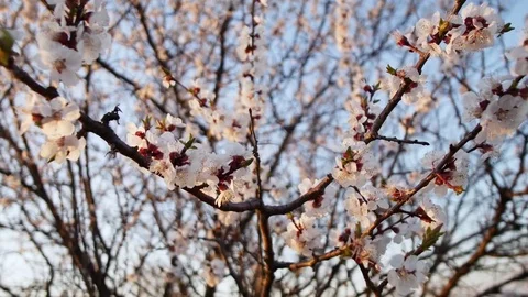 Blooming tree on sunset. White flowers on a tree in the spring park. Spring Vidéo 74498335