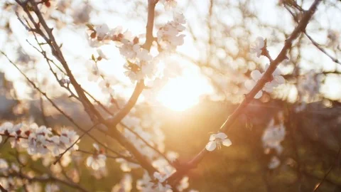 Blooming tree on sunset. White flowers on a tree in the spring park. Spring Vidéo 74498509