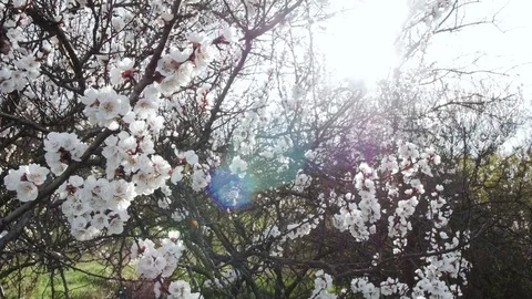 Blooming tree on sunset. White flowers on a tree in the spring park. Spring Vidéo 74520151