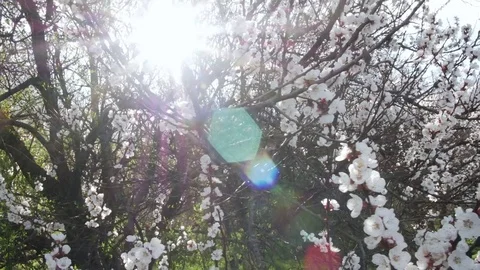 Blooming tree on sunset. White flowers on a tree in the spring park. Spring Vidéo 74520655
