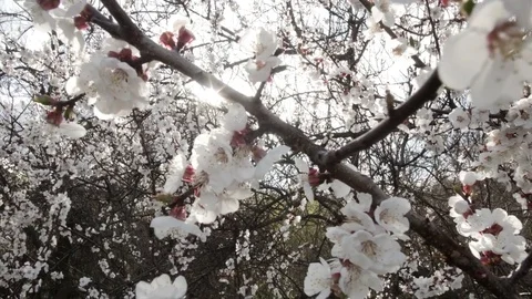 Blooming tree on sunset. White flowers on a tree in the spring park. Spring Vidéo 74521048