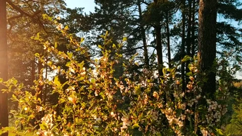 Blooming tree on sunset. White flowers on a tree in the spring park. Spring gard Stock Footage 130414592