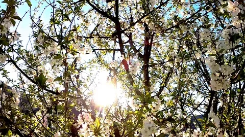 Blooming Tree in Sunshine - Slow motion Close up Stock-Footage 129052807