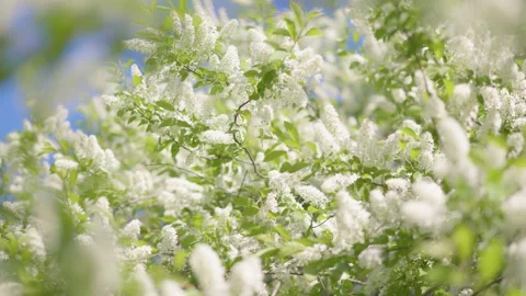 Blooming tree swaying in the wind. Delicate white flowers, green leaves and blue Stock Footage 153920483